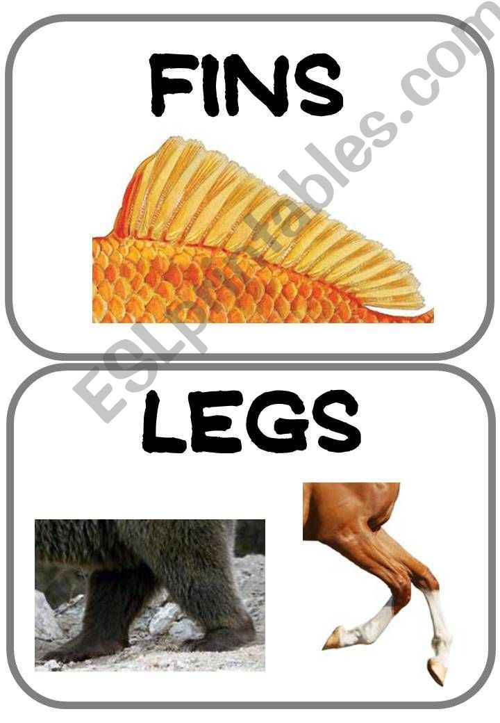 ANIMALS BODY PARTS powerpoint