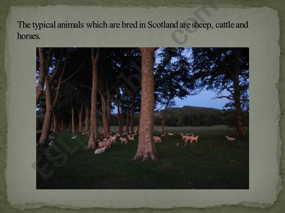 Scotland presentation powerpoint