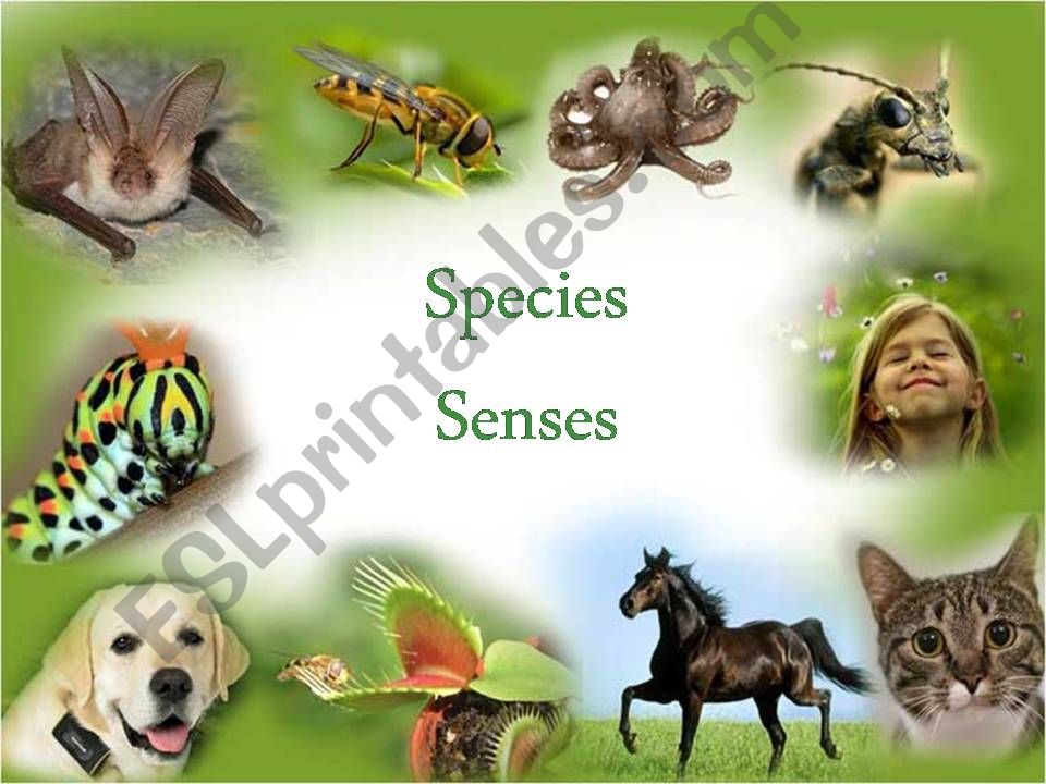 Species senses  powerpoint
