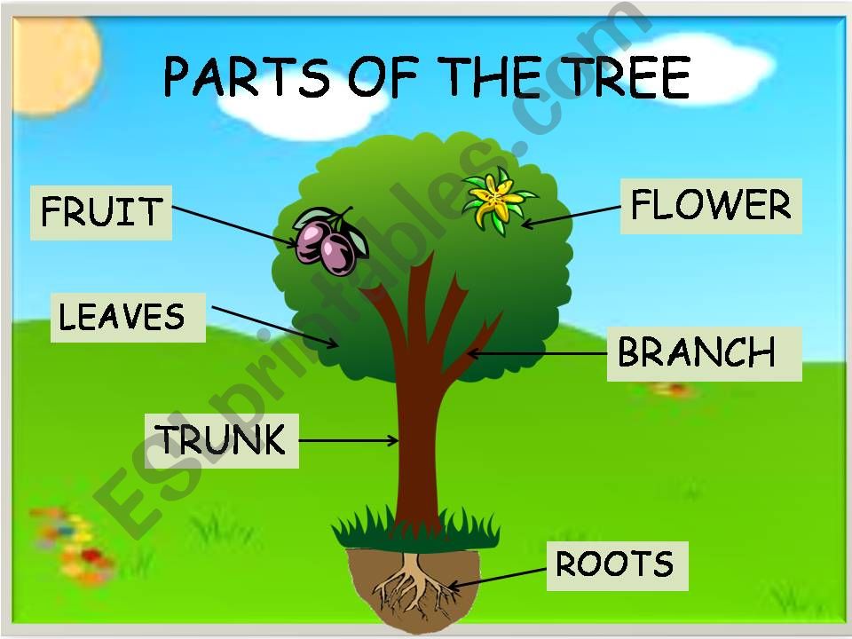 PARTS OF THE TREE-part 1 powerpoint