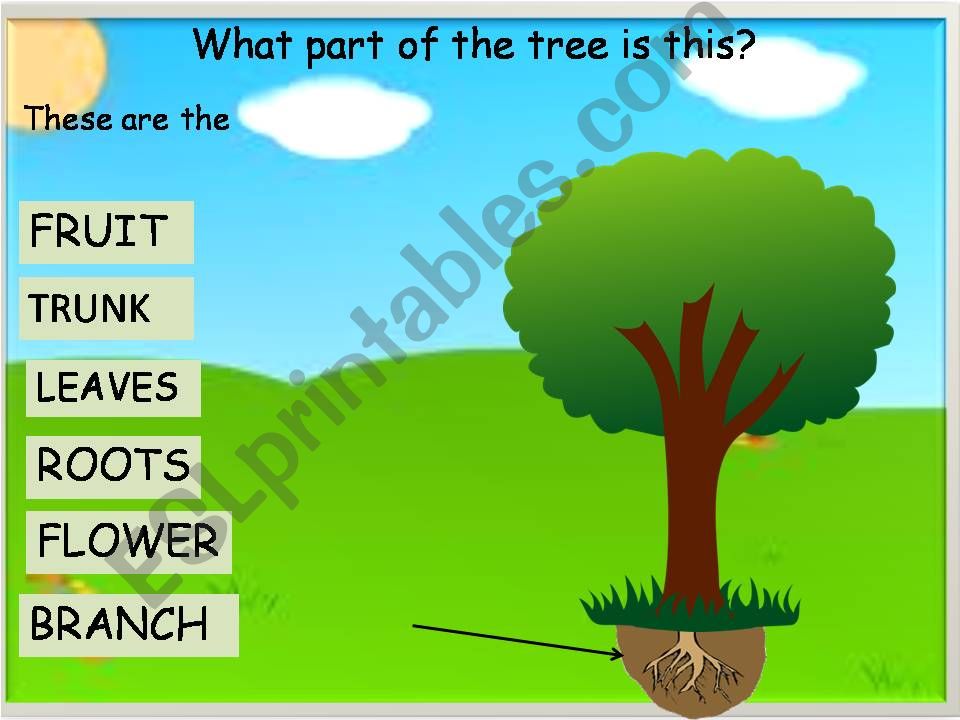 PARTS OF THE TREE- part 2 powerpoint