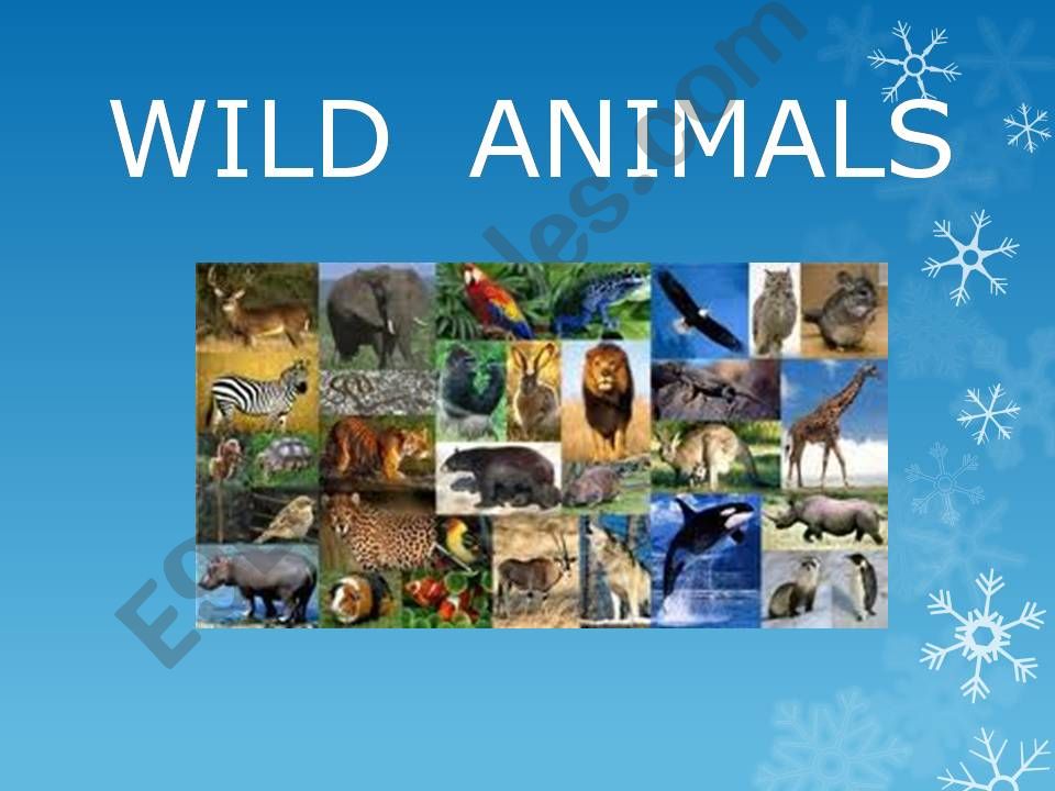 WILD ANIMALS powerpoint