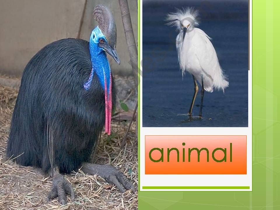 animal powerpoint