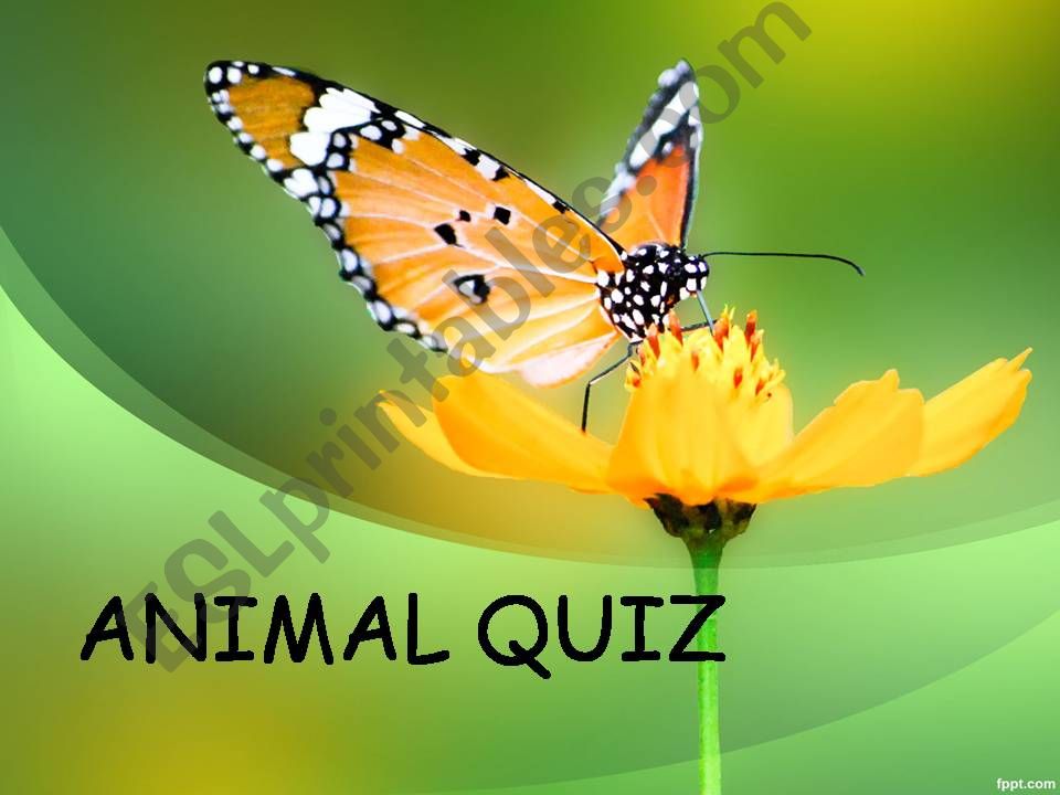 ANIMAL QUIZ powerpoint