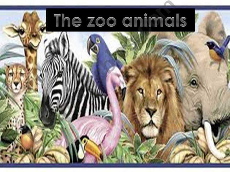 zoo animals powerpoint