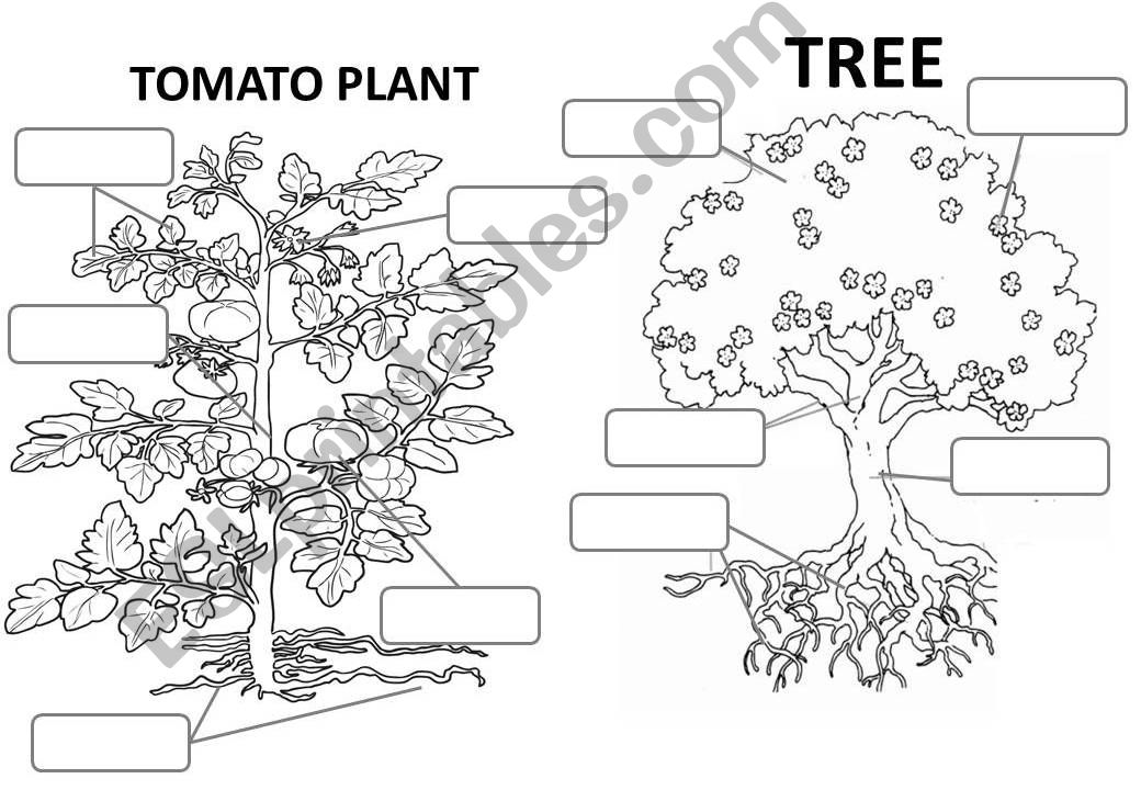 Parts of a plant.tree powerpoint