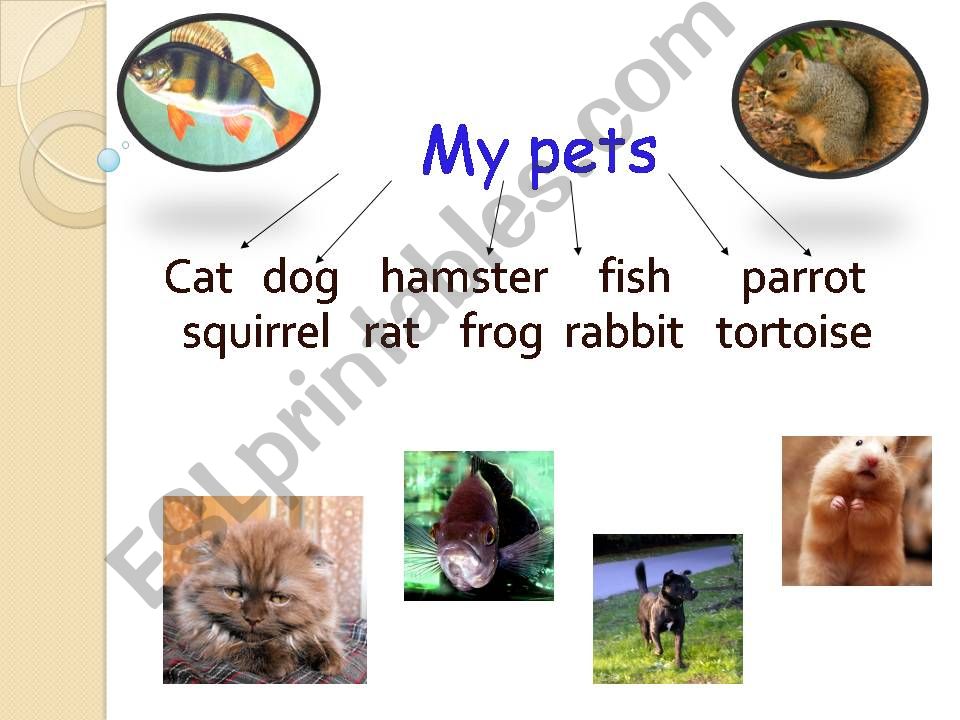 My favourite pet powerpoint