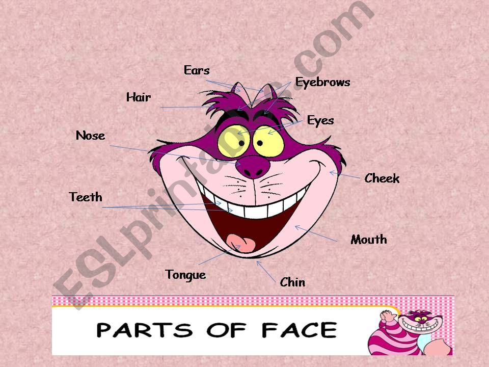 Parts of face powerpoint