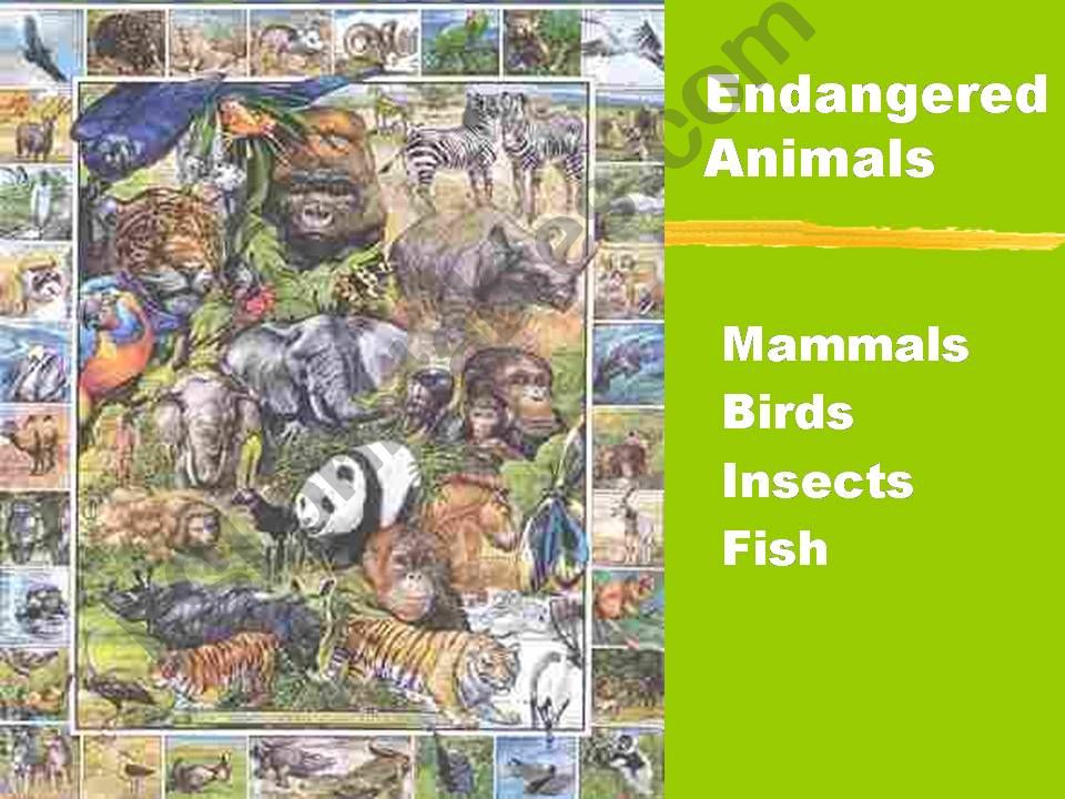 Endangered Animals  powerpoint