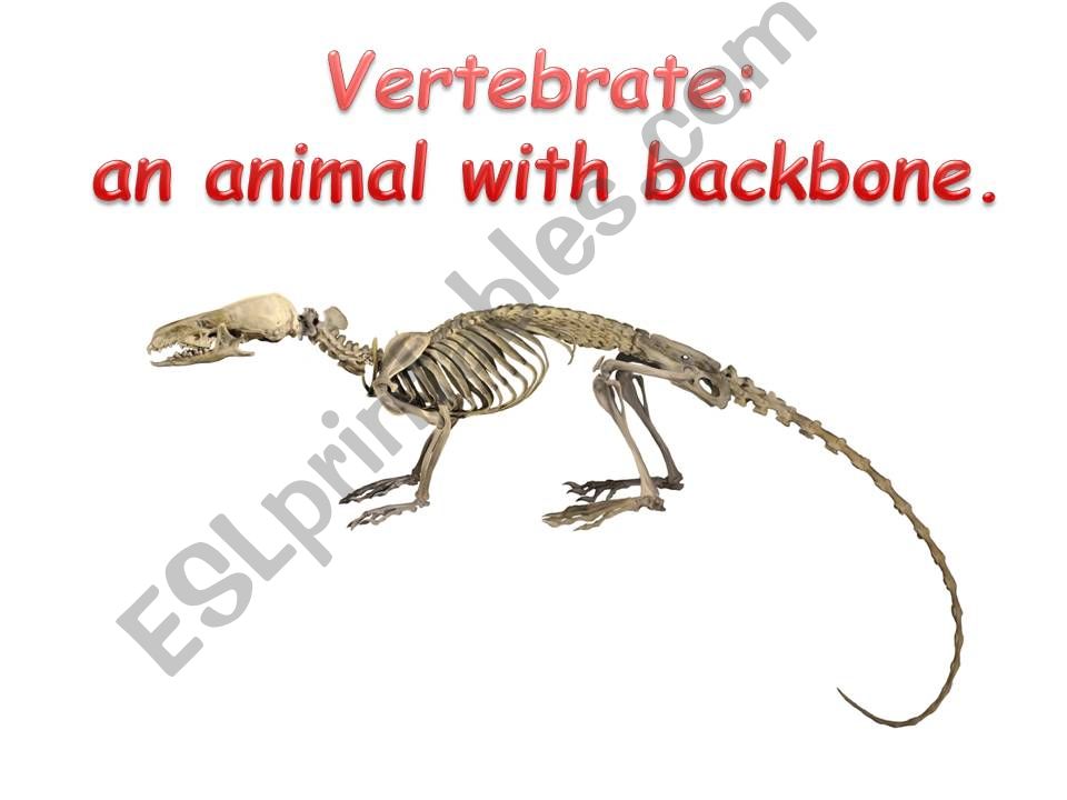 Vertebrate & Invertebrate Quiz 1/2