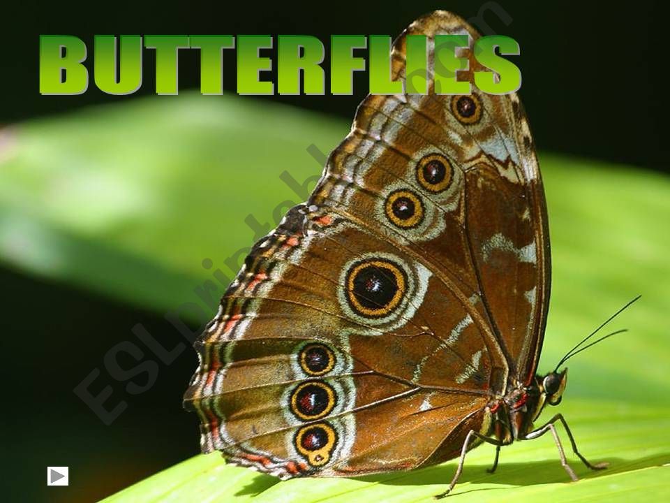 Butterfly Powerpoint Hypermedia