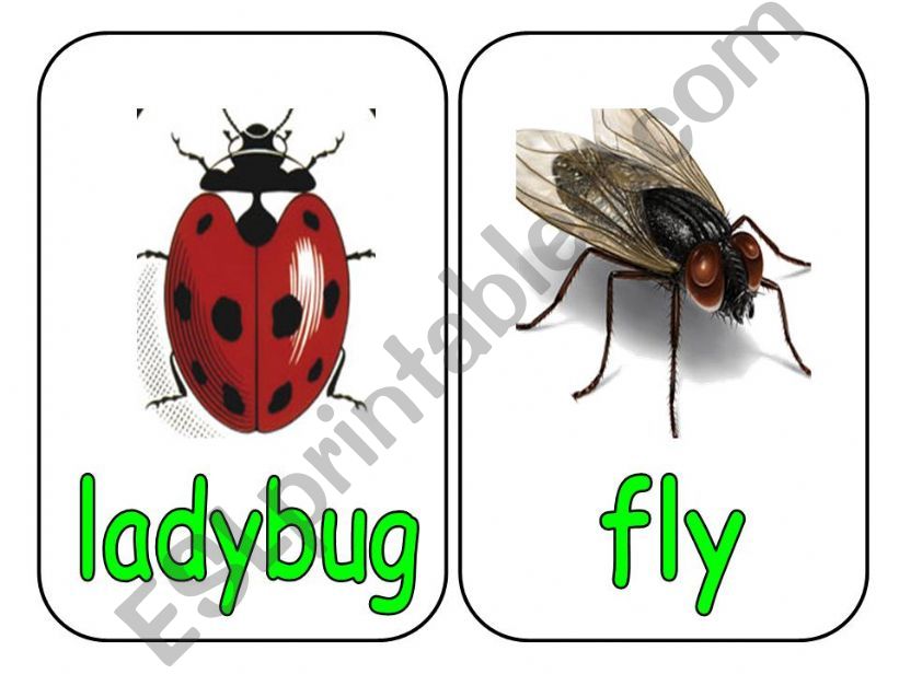 insects powerpoint