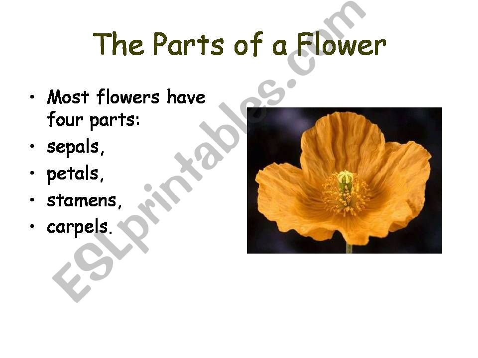 Pollination powerpoint