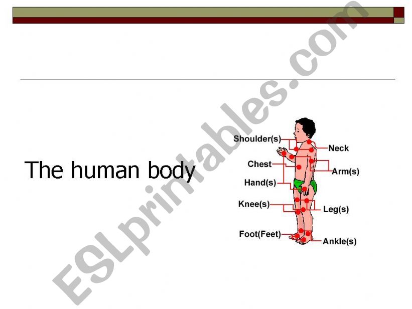 the human body powerpoint