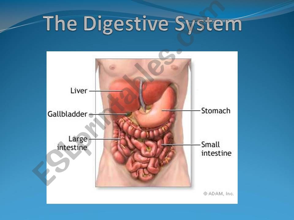 The Digestive system part 1 powerpoint