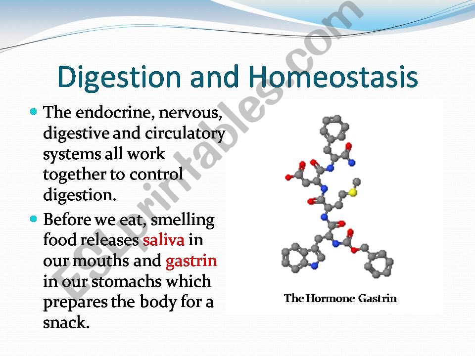 The Digestive system part 3 powerpoint