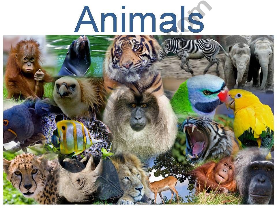 Animals powerpoint
