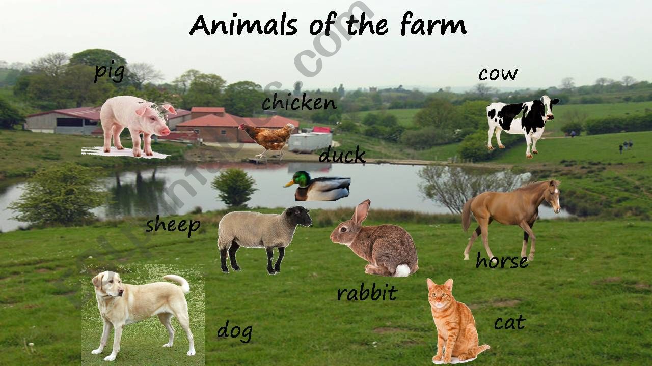 Animals of the farm powerpoint