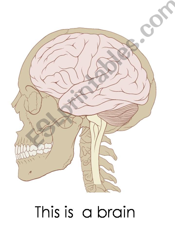 internal body organs flashcard