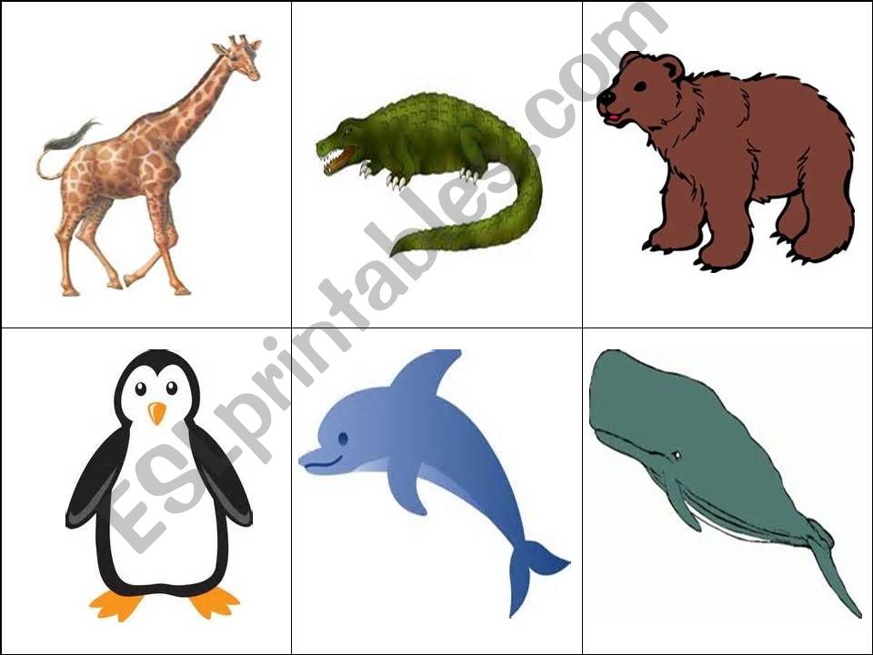 Animal ini flashcards powerpoint