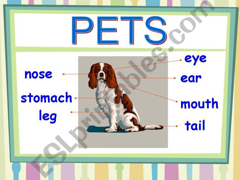 DESCRIBING PETS powerpoint