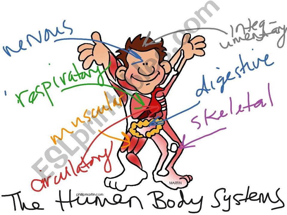 Human Body Systems Review powerpoint