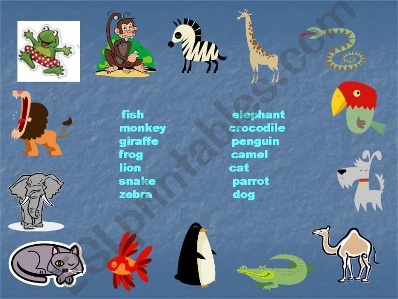 Animals powerpoint