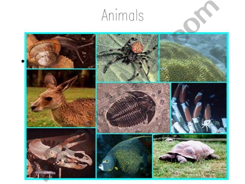 Animals powerpoint