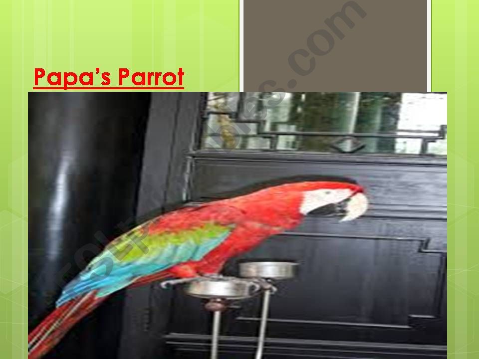 Papas Parrot  powerpoint
