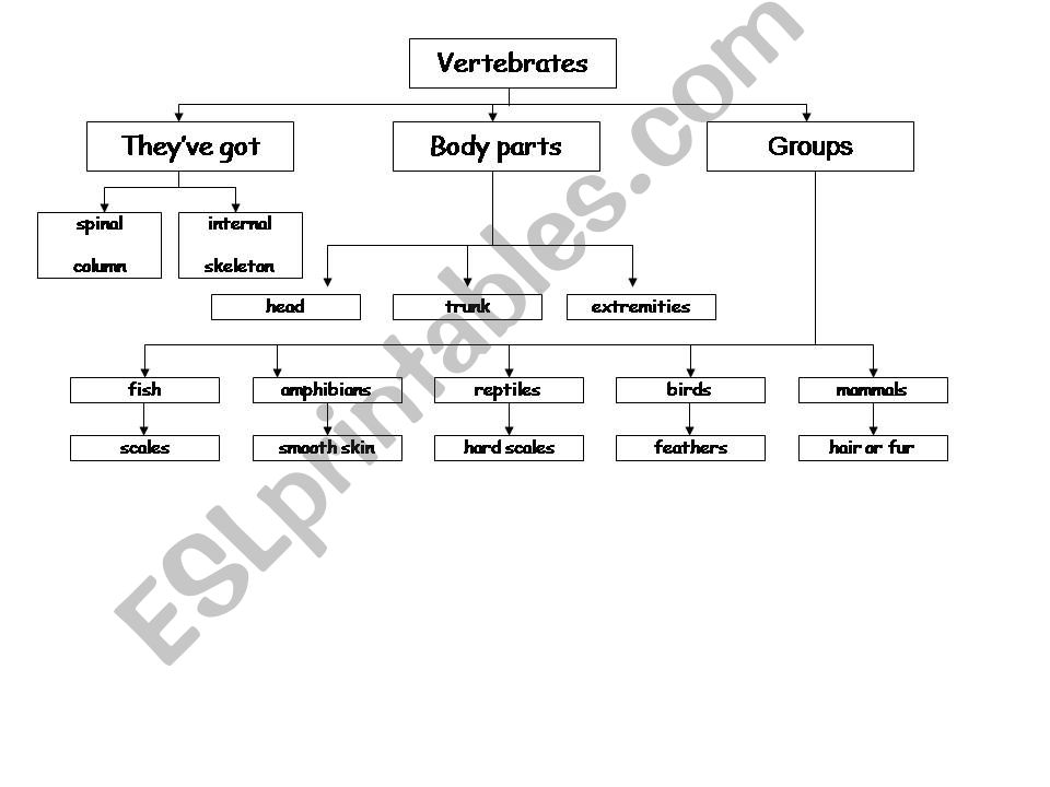 vertebrates mindmaps powerpoint