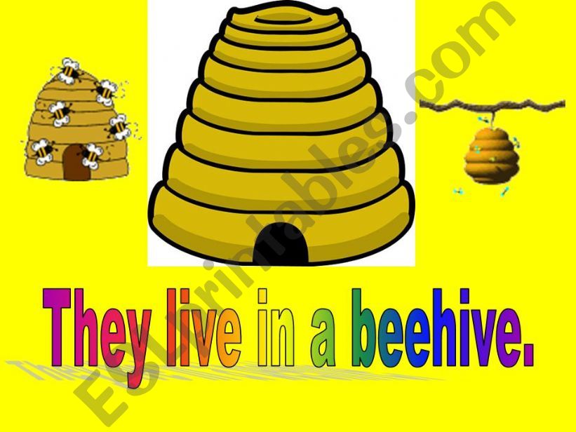 bees 2 powerpoint