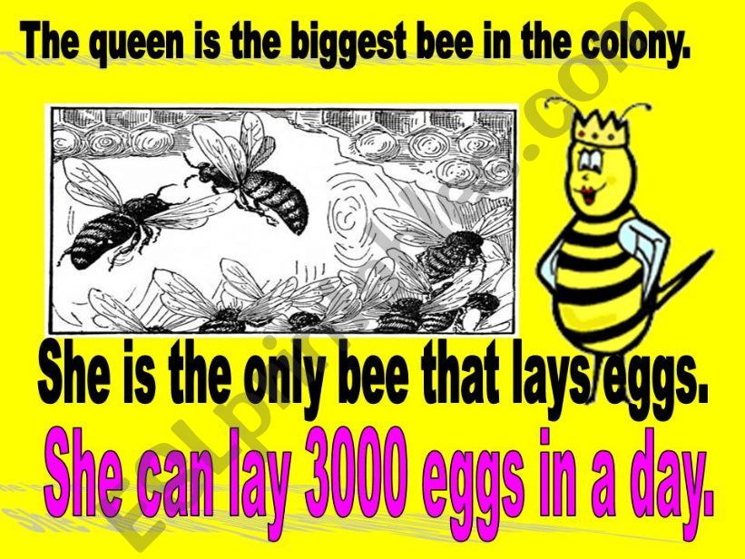 bees 4 powerpoint
