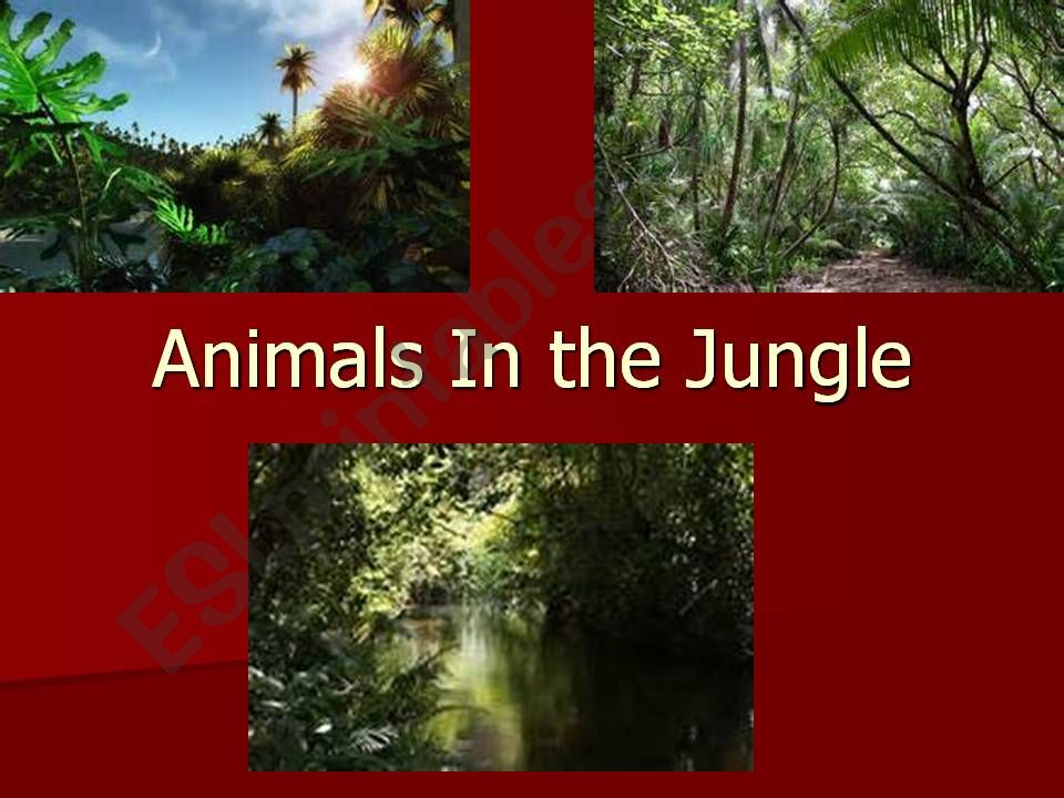 Jungle animals powerpoint