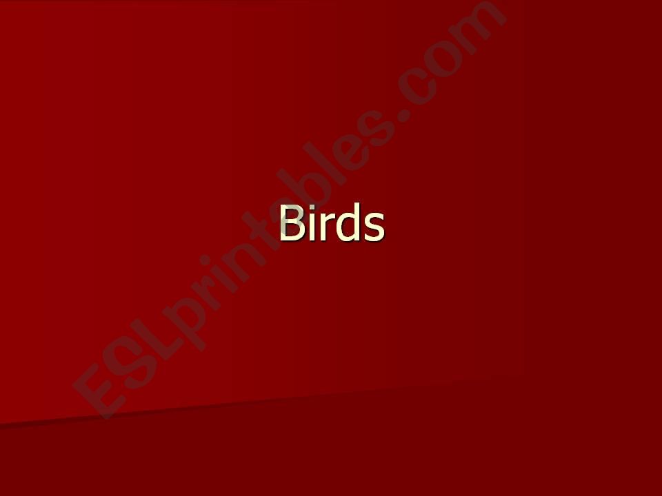 Birds powerpoint