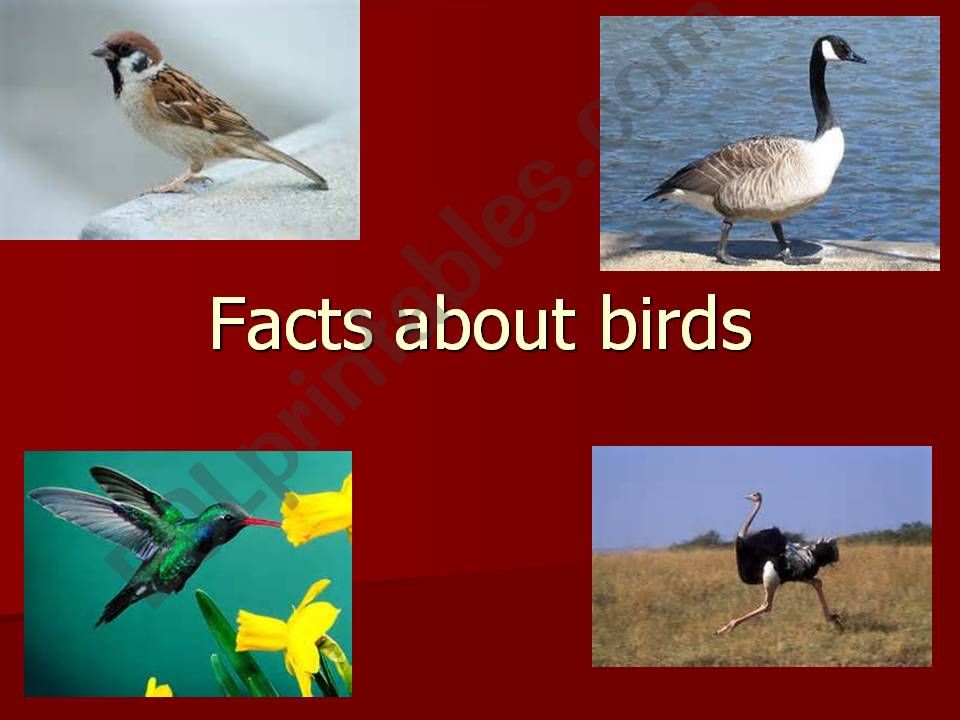 Birds-Facts about birds powerpoint