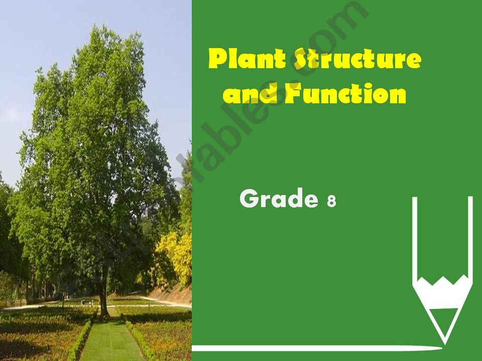 plant structure and function powerpoint