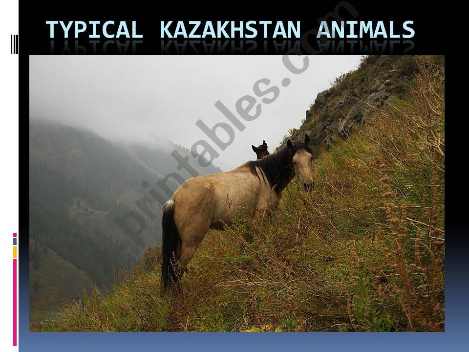 Typical animals of Kazakhstan powerpoint