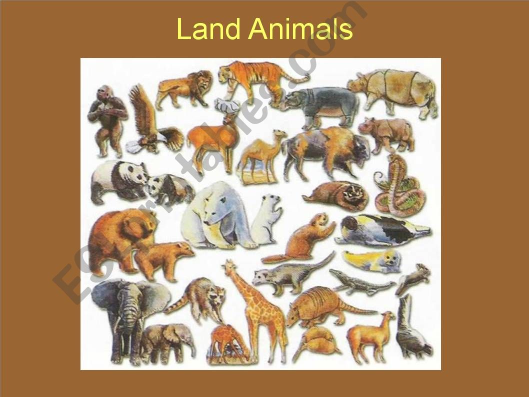 ESL English PowerPoints Land Animals