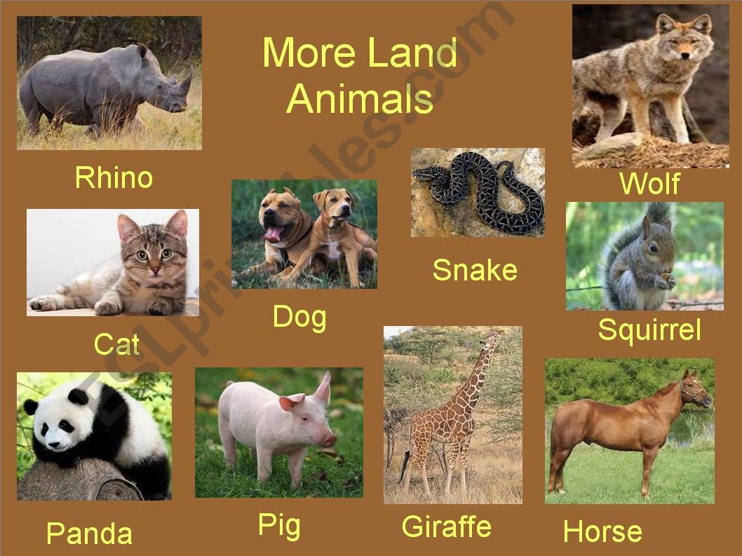 ESL - English PowerPoints: Land Animals