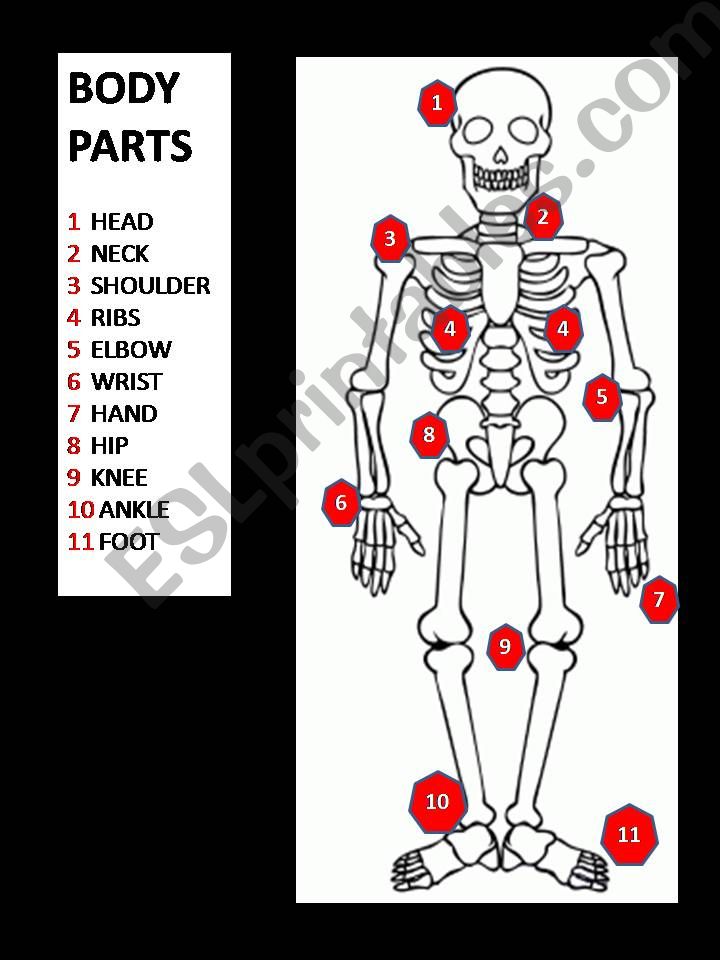Skeleton Body Parts powerpoint