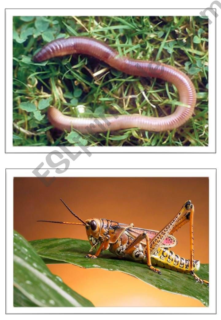 INVERTEBRATES FLASHCARDS powerpoint