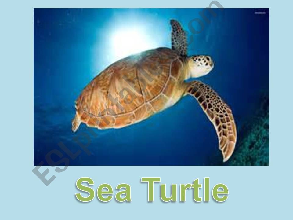 Sea Turtle powerpoint