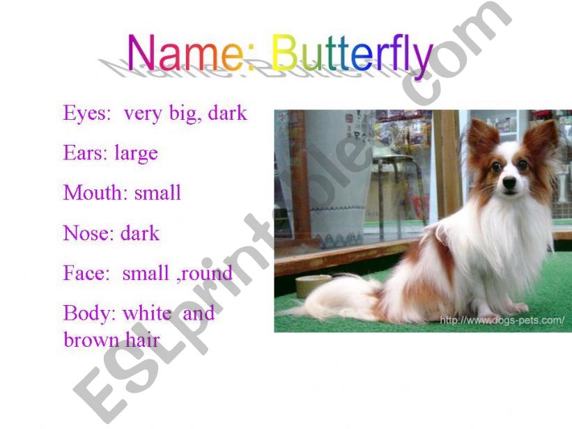 My favorite pet powerpoint