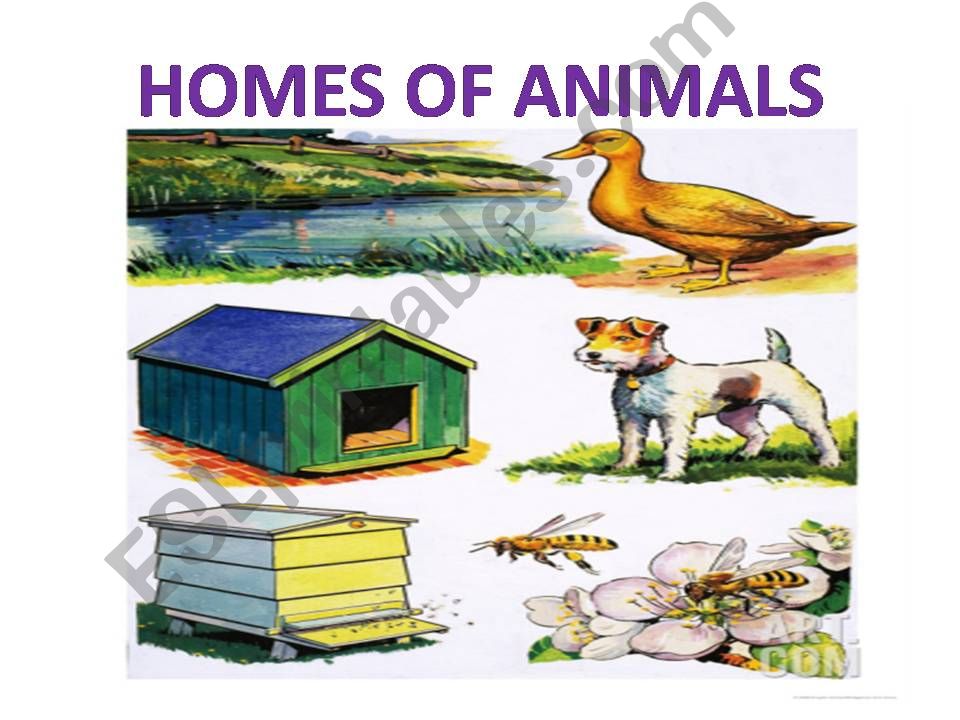 Homes of Animals powerpoint