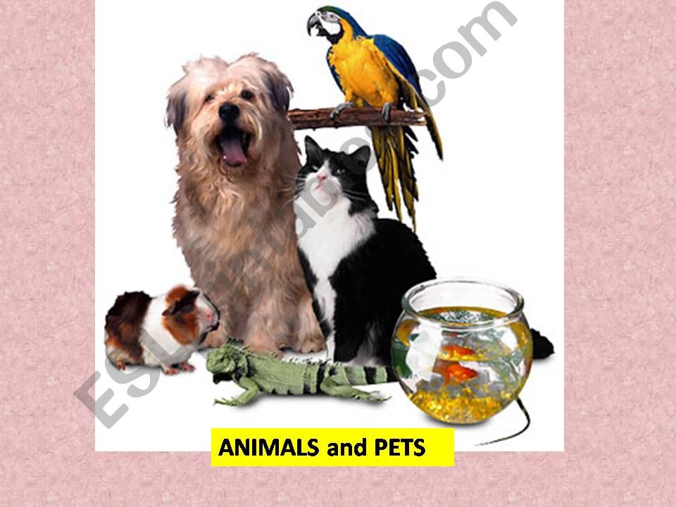 animals and pets powerpoint