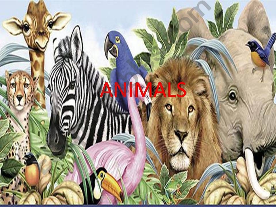 Animals powerpoint