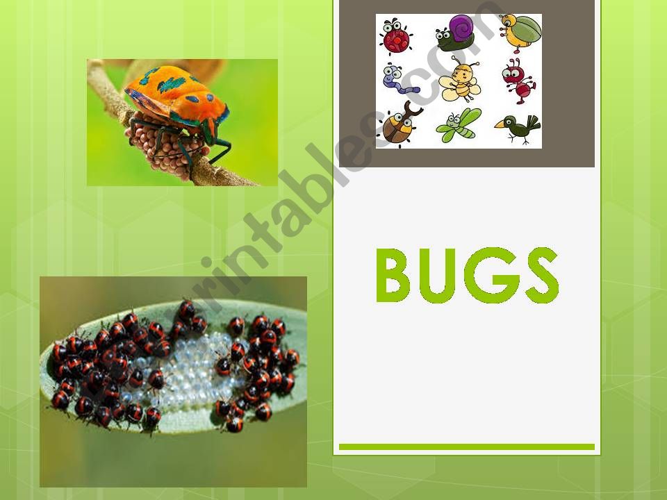 INSECTS powerpoint