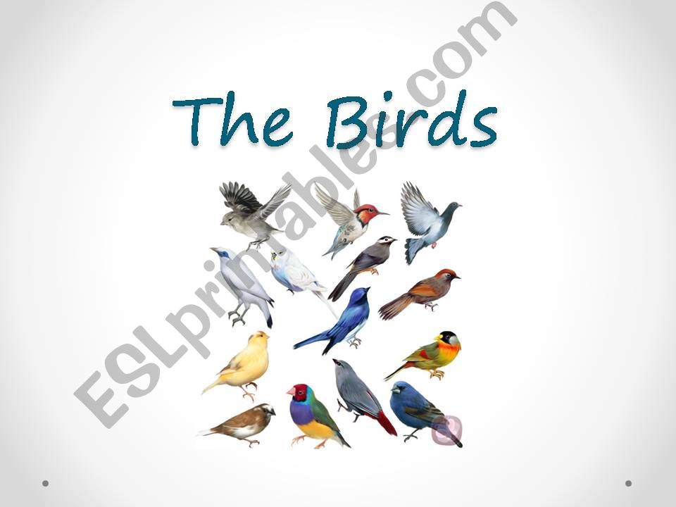 Birds powerpoint