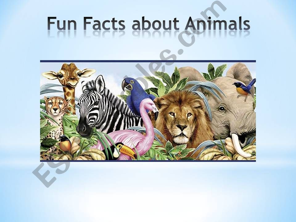 Facts about animals powerpoint