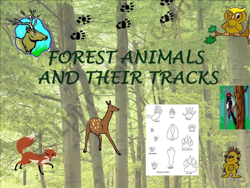 Forest animals and their tracks